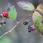 Brombeeren-2-klein